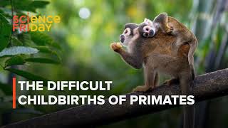 Some primates undergo even more extreme childbirth than humans