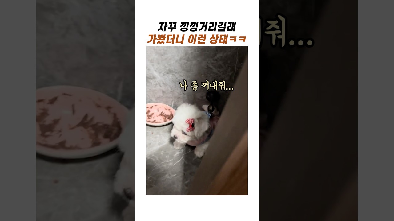 낑낑거리길래 가봤더니 이런상태… #귀여운강아지 #소형견 #말티즈