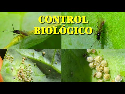 Video: Mealybug Destroyer nədir – Bağçalarda Mealybug Destroyer Böcəkləri