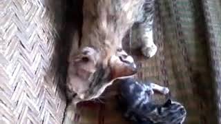 グロ注意 子猫を食べる親猫 Youtube