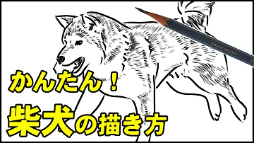 動物の描き方 柴犬のリアルなイラストが誰でも簡単に上手くなる方法ー中学校の美術で使える動物スケッチの書き方のコツ Mp3