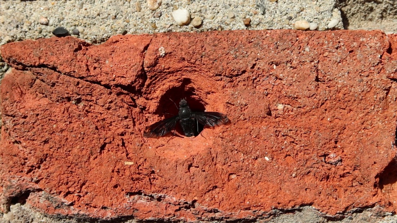 Muurrouwzwever - Anthrax anthrax