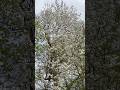 のどかなシェーンブルンと桜の景色 calm beautiful sakura and the naturein Schönbrunn#sakura #sun #sunshine #travel