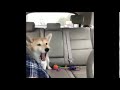 is the dog excited