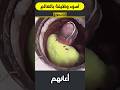 أصعب وظيفة في العالم لا يقبل بها أي أحد بسهولة أصعب وظيفة في العالم لا يقبل بها أي أحد بسهولة