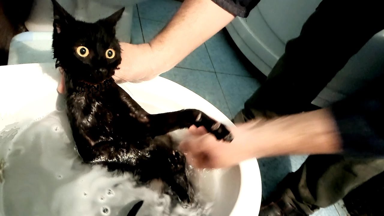 Кота моют в ванне. Мытье кошки. Кот в ванне. Купание кошки. Искупанный кот.