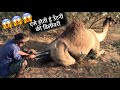 Helping a Camel deliver the baby // Camel Farming // Camel Milk // Camel Farm // Dairy