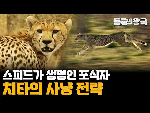 [앙코르] 오로지 스피드로 승부 본다! 치타의 사냥 전략 | 무기의 선택