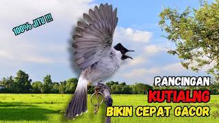 Suara Kutilang Ribut Pancingan Ampuh Untuk Merangsang Bunyi