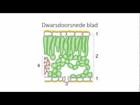 Video: Fenomics Voor Fotosynthese, Groei En Reflectie In Arabidopsis Thaliana Onthult Circadiane En Langdurige Fluctuaties In Erfelijkheid