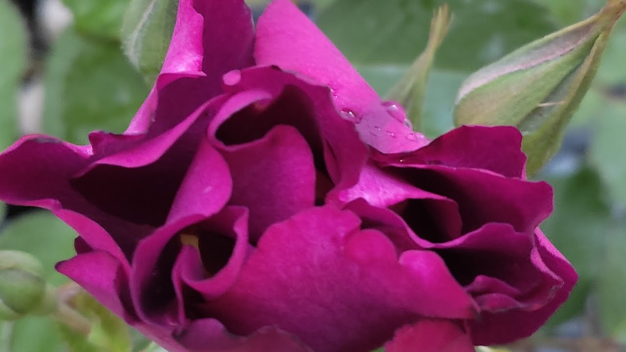 Мій неідеальний квітник. Знайомство.