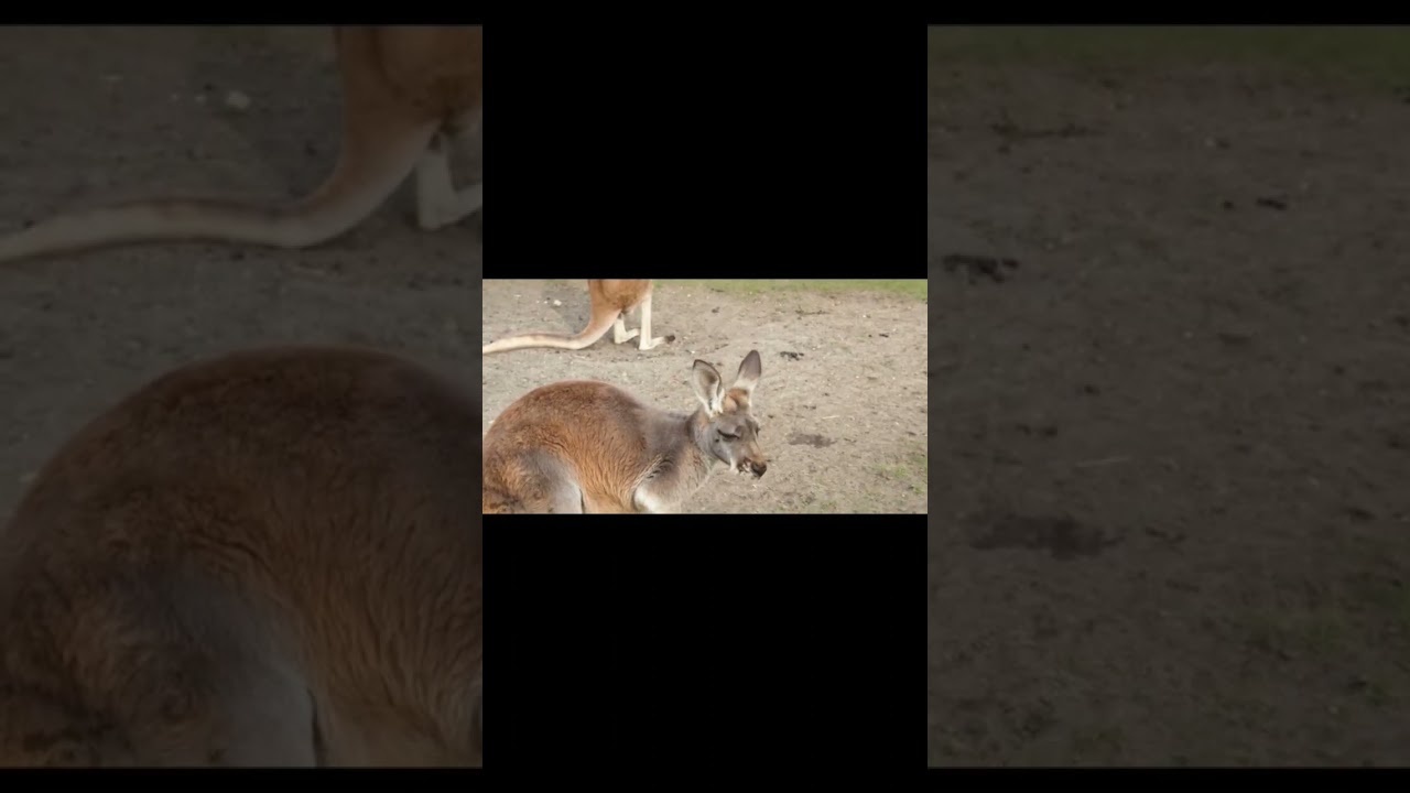 What about Kangaroo Habitat...🦘🦘🦘🦘 