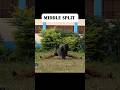 Do this to open middle split #shortvideo