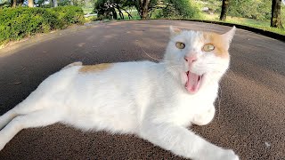 人が通るとウォーキングコースに飛び出してくる茶シロ猫