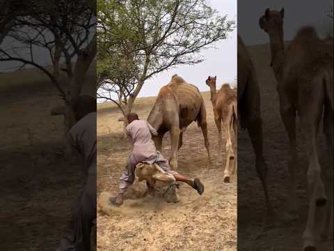 تم القبض على شاب مشاغب وهو يمارس الجنس مع جمل 