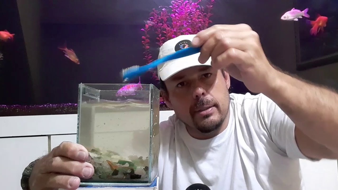 COMO LIMPAR O AQUÁRIO DO SEU PEIXE BETTA.