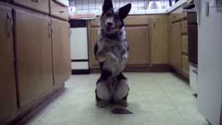 Just Jumpy the dog (by Omar von Muller)