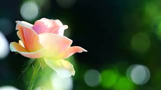 Rose Flower  background videos Free Copyright