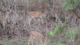 Wild Chital Deer Group 2022