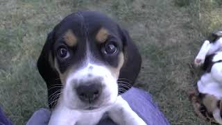 Beagle Puppies by Sue Dyer 112 views 1 year ago 10 minutes, 31 seconds