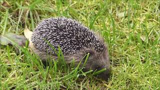 Jonge Egel In Mijn Tuin. Young Hedgehog