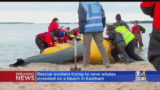 Rescuers race to save pilot whales stranded on Eastham beach