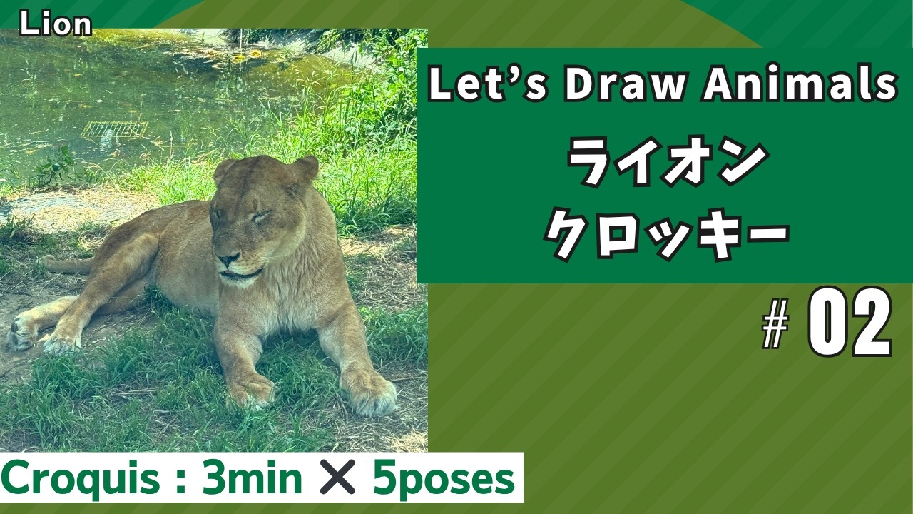 動物編：ライオン No.2】 動物クロッキー / 3min×5poses / 練習用動画