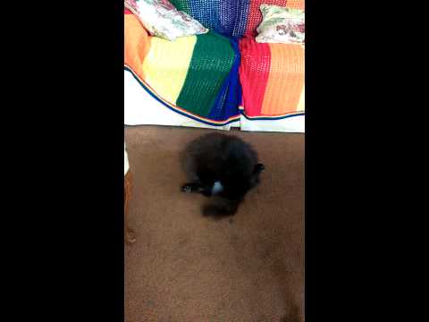 A big belly cat cleaning under it