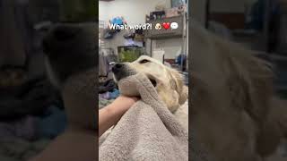 What word?! 🐶❤️💬 #dogs #cutedogs #dogshorts #dogsofyoutube #dogowner #funnydogs #trend #fyp