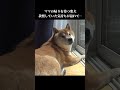 柴犬、体調不良のママに感情が溢れすぎた #shibainu #柴犬 #犬のいる暮らし #かわいい