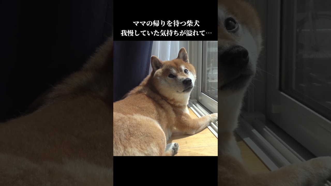 柴犬、体調不良のママに感情が溢れすぎた #shibainu #柴犬 #犬のいる暮らし #かわいい