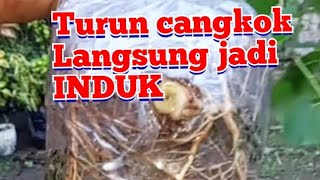 enaknya turun cangkok anggur media gede langsung jadi induk 😁