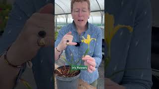 Iris Innominata Hybrid Zones 9-2