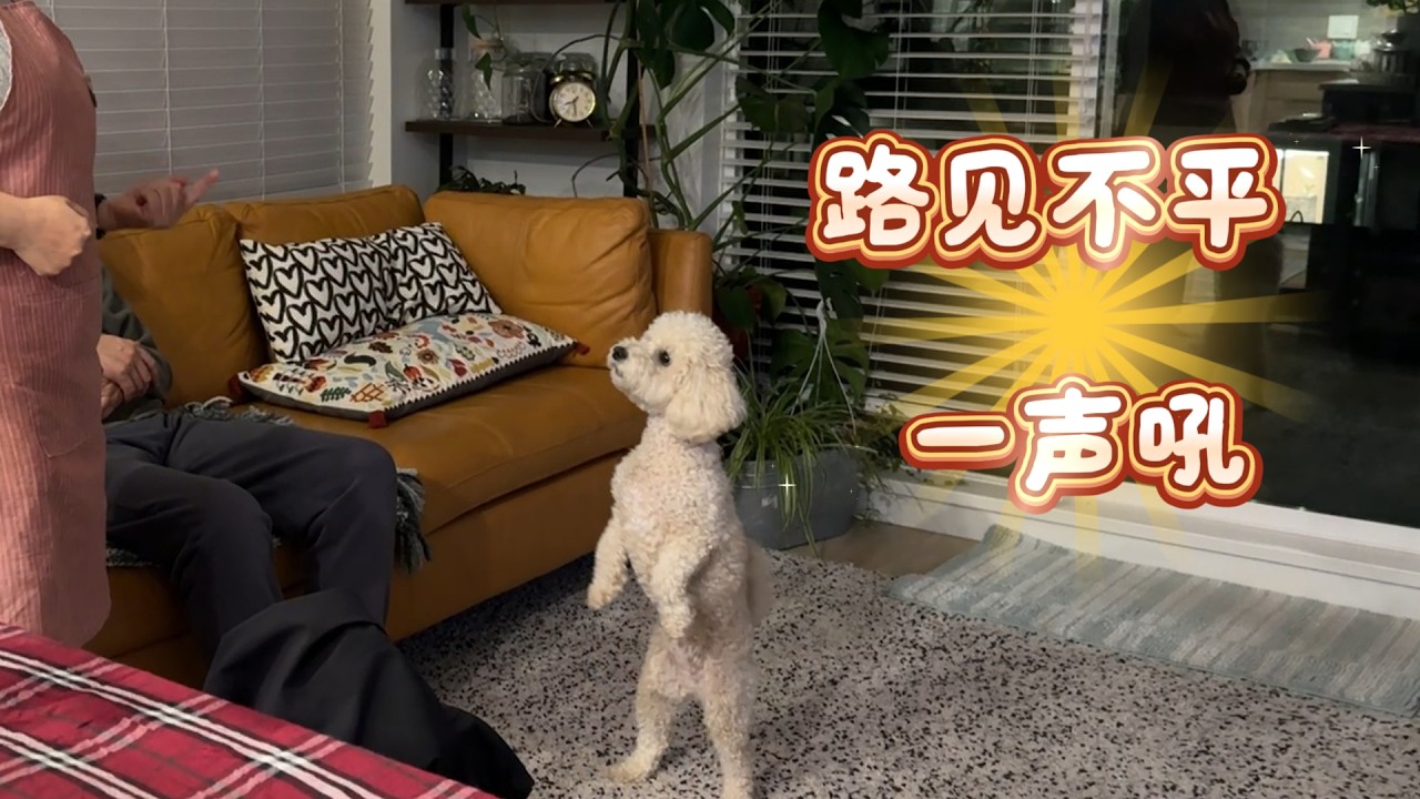 小Callie 没白疼 见义勇为 小个子不畏惧