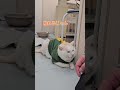おーちゃんの謎の額マッサージを甘んじて受け入れるほっぺ【保護猫ほっぺたろう】#shorts #cat