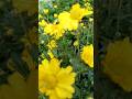 Flowers #trending #shorts #freshflowersfreshflowers #explore #popular #beautiful flowers