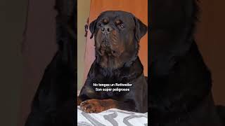 This Is Why Rottweilers Are the Best