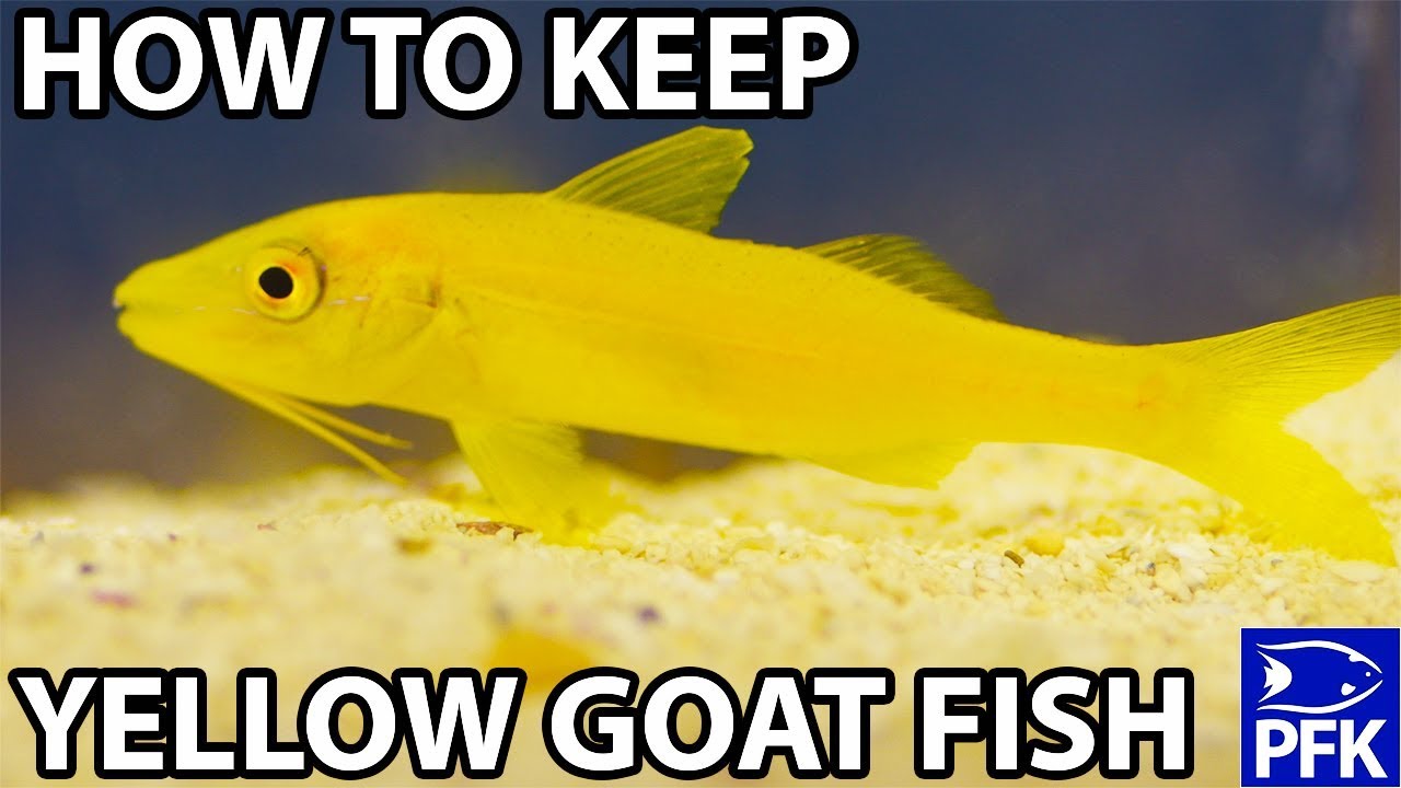 HOW TO KEEP YELLOW GOAT FISH