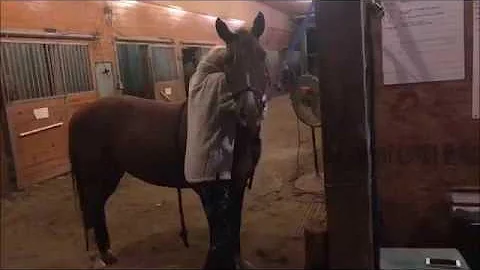 2k18 horses