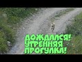 Рыжий хвост дождался! Идём гулять!