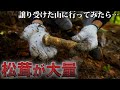 譲り受けた山は大量の"高級松茸"が採り放題の楽園だった…　【キノコ狩り】【147日目】