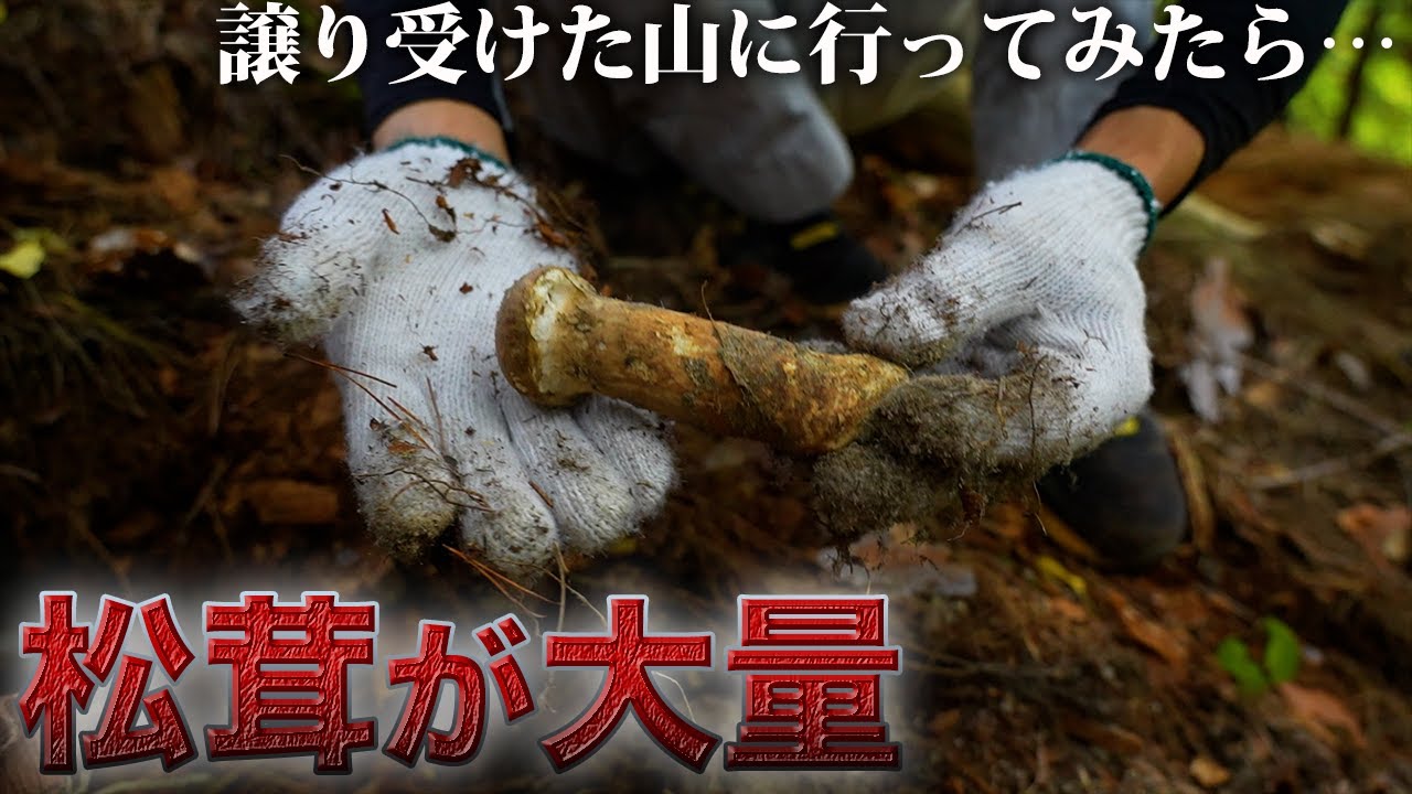 譲り受けた山は大量の