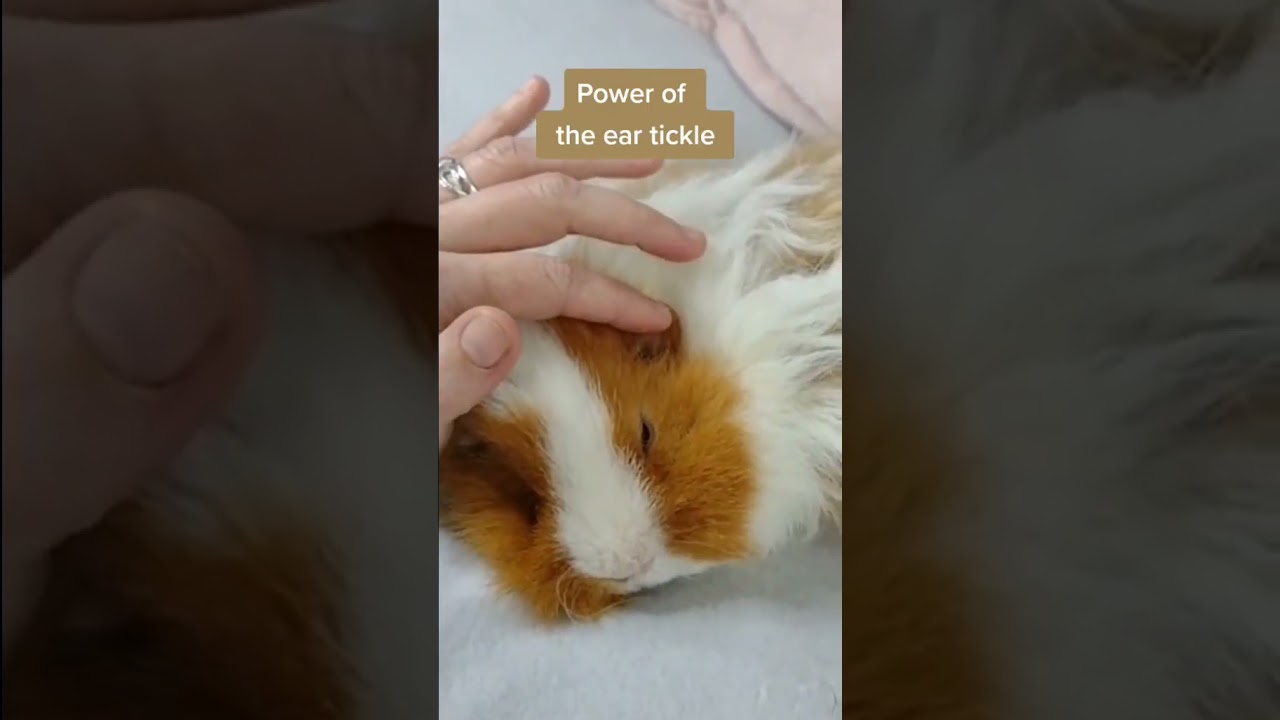 Guinea Pig, the power of the ear tickle