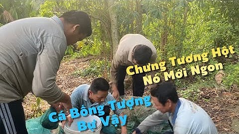 Đặt 12 Cửa Ngục Dính Cá Bống Tượng Bự Chưng Tương Ăn Với Rau Muống Trộn Giấm Đường | #734