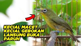A Simple Way to Make a Kecial Gebokan Kecial Jammed When You Want to Open it, the Beak Makes a Pl...