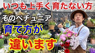 【知らないと育たない】正しいペチュニアの育て方教えます         【カーメン君】【園芸】【ガーデニング】【初心者】