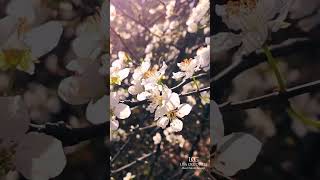 Main Line Spring Events in March 2026 🌸 Best Things to Do Near Philadelphia