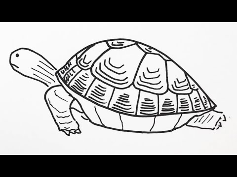 簡単 カメの描き方 イラスト お絵描き Easy How To Draw Turtles