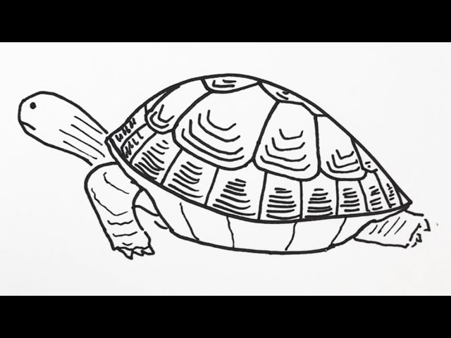 簡単 カメの描き方 イラスト お絵描き Easy How To Draw Turtles Illustration Drawing Youtube