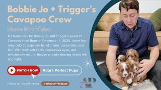 🎉 Name Day for Bobbie Jo + Trigger’s Cavapoo Crew | F1 Ruby Beauties!